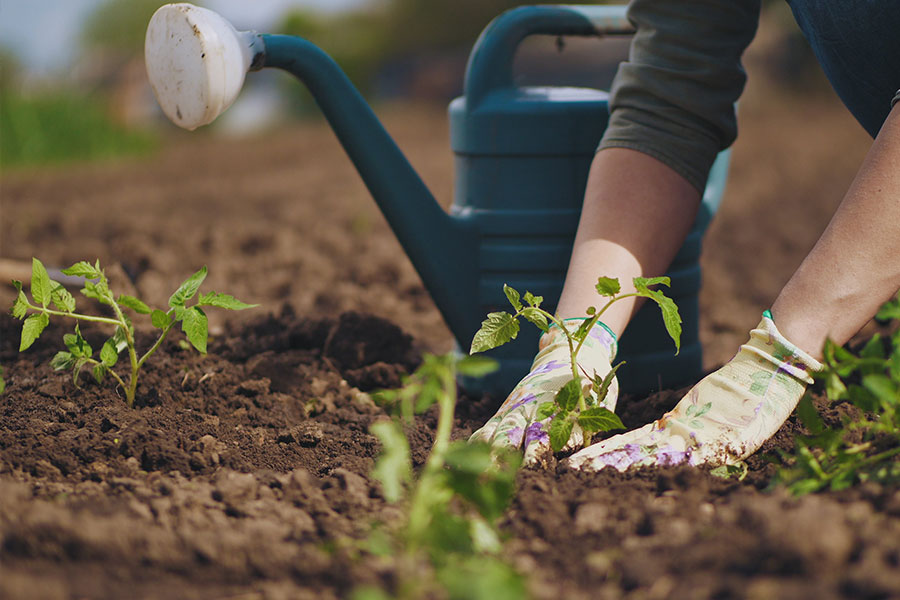 庭の土に埋めて堆肥を作る